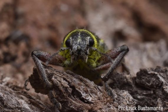 Erickb95 en Hamelin: Fauna  (La Rioja)