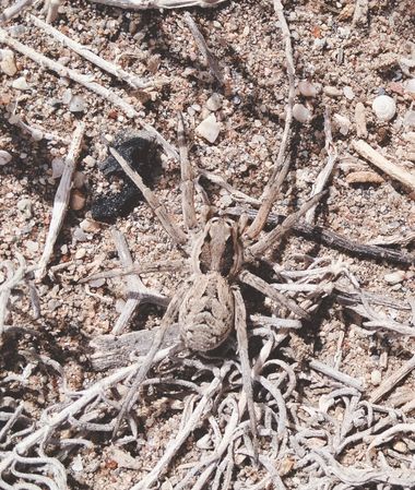 Solerantonio2 en Hamelin: Fauna  (Almería), Araña lobo