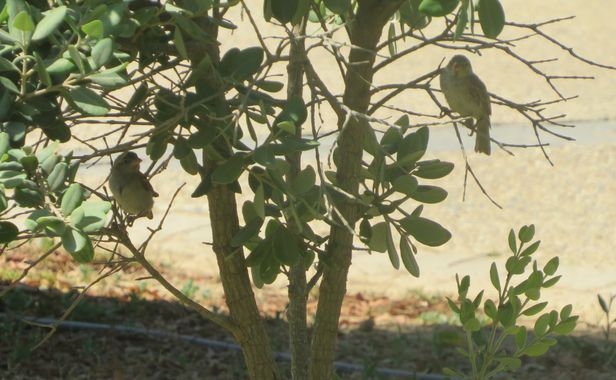 Solerantonio2 en Hamelin: Fauna  (Almería), Gorrion comun