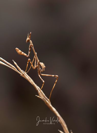Juankafv en Hamelin: Fauna  (Málaga), Empusa pennata (Thunberg, 1815), Ninfa de Empusa pennata.
Las Empusas cuando nacen, lo hacen en estado de ninfa, por ...