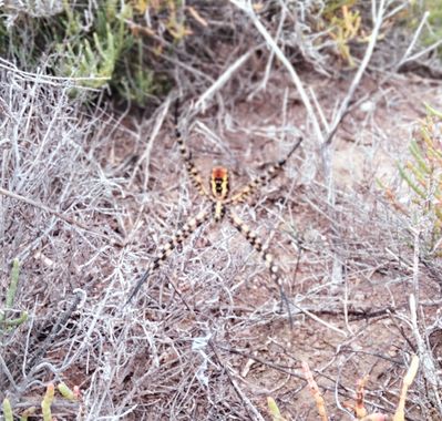Solerantonio2 en Hamelin: Fauna  (Níjar), Araña tigre