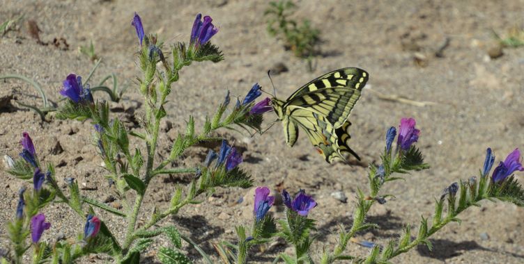 Solerantonio2 en Hamelin: Fauna  (Almería), Mariposa