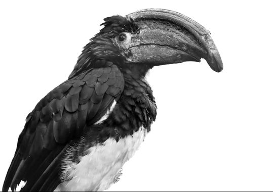 Eritz.cortazar en Hamelin: Fauna, Bycanistes bucinator (Temminck, 1824), calao trompetero
.
.
.
#aves