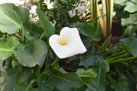 Solerantonio2 en Hamelin: Flora  (Almería), Zantedeschia aethiopica, Planta
