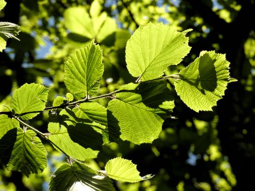 mariale en Hamelin: Flora  (Caso), Corylus avellana, 📸 #marialemdza
💚 🌿🌳🌿💚
#CumpleHamelin
#HojaDeAvellano #Avellano 
#Naturaleza #BellezaNatural #Hoj...