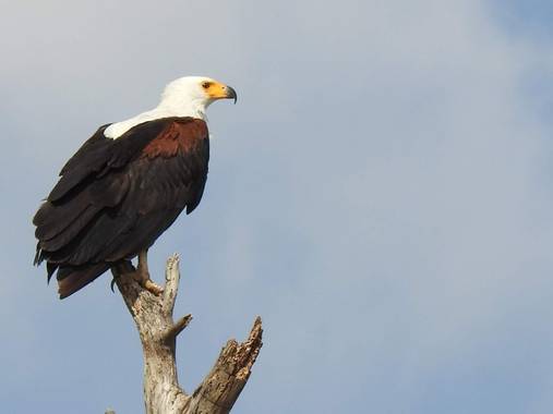 olaya96fg en Hamelin: Fauna  (Nakuru), Haliaeetus vocifer (Daudin, 1800), #Aves21
