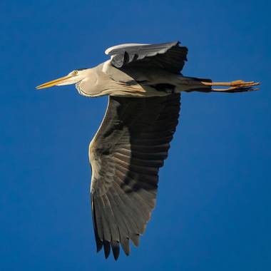 iberlook en Hamelin: Fauna  (Sevilla), Ardea cinerea Linnaeus, 1758, Garza en vuelo.