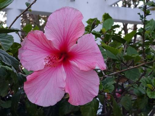 Jonathanmartinbedia0007 en Hamelin: Flora, Hibiscus rosa-sinensis, 📸@