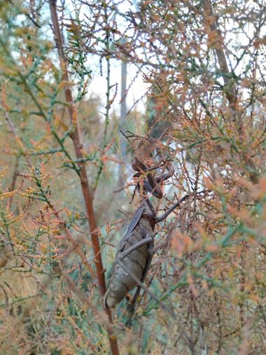 Solerantonio2 en Hamelin: Fauna  (Almería), Insecto
