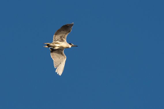 Romareyesg en Hamelin: Fauna  (Amposta), Nycticorax nycticorax (Linnaeus, 1758), Delta del Ebre#Bassa de l'Encanyissada.