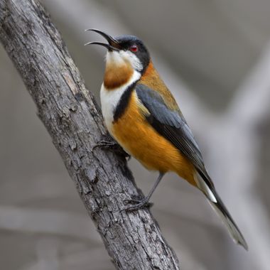 Ignicapillus en Hamelin: Fauna  (Blue Mountains National Park), Acanthorhynchus tenuirostris (Latham, 1802), Picoespina oriental

He aquí una de las 71 esp...