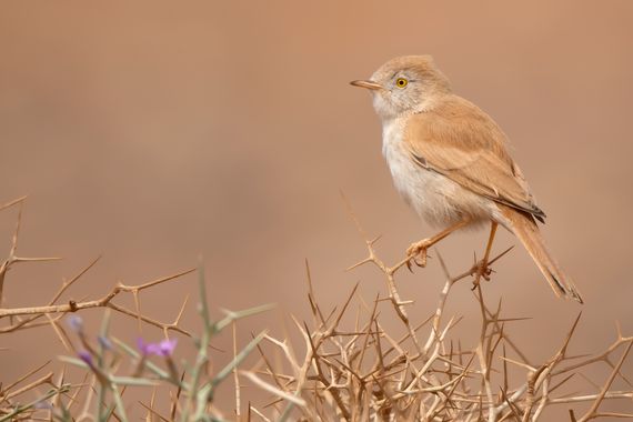 Ignicapillus en Hamelin: Fauna  (cercle d'Er-Rissani), Curruca deserti (Loche, 1858), Curruca sahariana

La curruca sahariana forma parte de las especies q...