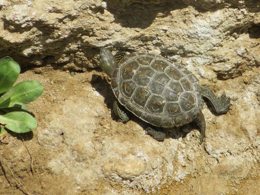 Solerantonio2 en Hamelin: Fauna  (Sorbas), Reptil