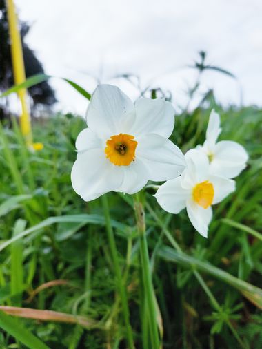 Mpinfante en Hamelin: Flora, En un día nublado y ventoso de primavera este hermoso ramillete de narcisos alegra mi caminata !!!