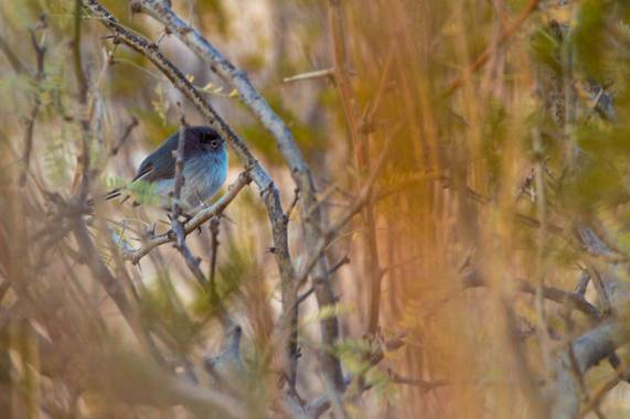 Ángel Vargas  en Hamelin: Fauna  (Coahuila de Zaragoza), Polioptila melanura Lawrence, 1857, #birds_nature #birdpicture #birds_captures #birdshots #avesdem...
