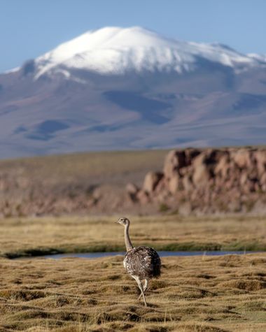 Sebascallefotografia en Hamelin: Fauna  (San Pablo de Lípez), Rhea pennata pennata, SURI
Rhea pennata

El ave más grande de Suramérica, habitante de la eco...