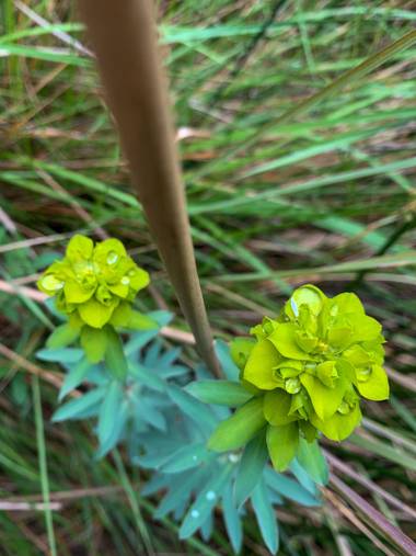 carogv1995 en Hamelin: Flora  (Mula), #flora21 #gotasdeagua 