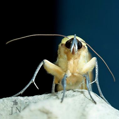 juan_ng en Hamelin: Fauna  (Jerez de la Frontera), Polilla descansando en la fría noche.