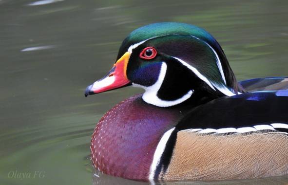 olaya96fg en Hamelin: Fauna  (Elche), Aix sponsa (Linnaeus, 1758), #Aves21