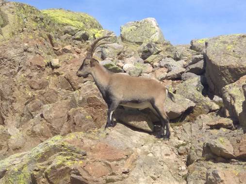 GreenPhoto en Hamelin: Fauna 