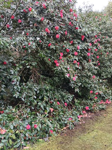 Susandresro en Hamelin: Flora  (Meis), Camellia sasanqua, Camelia