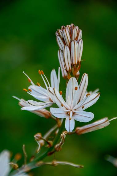 Ninigabi en Hamelin: Flora  (Sanlúcar de Guadiana), #floresblancasynaranjas