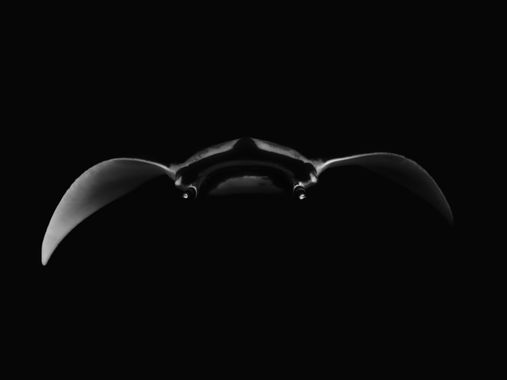 Palo Ortega Sánchez  en Hamelin: Fauna  (Manzanillo), Manta birostris (Donndorff, 1798), Night manta 🌑
