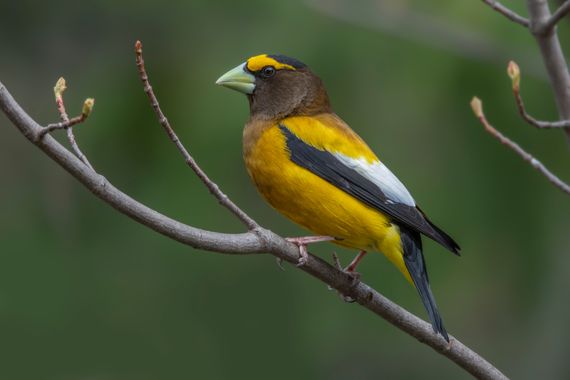 Ignicapillus en Hamelin: Fauna  (Marquette County), Coccothraustes vespertinus (W.Cooper, 1825), Picogordo vespertino

He aquí una especie escasa y local e...