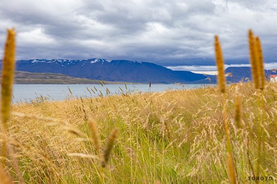 Ignoto en Hamelin: Paisaje  (Dalvíkurbyggð), #islandia 