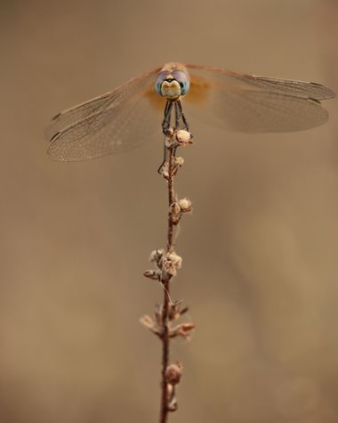 Eritz.cortazar en Hamelin: Fauna  (Moll de Ponent), (Sympetrum fonscolombii Selys,1840)

Se trata de un ejemplar  hembra de esta especie de libélula 
.
.
....