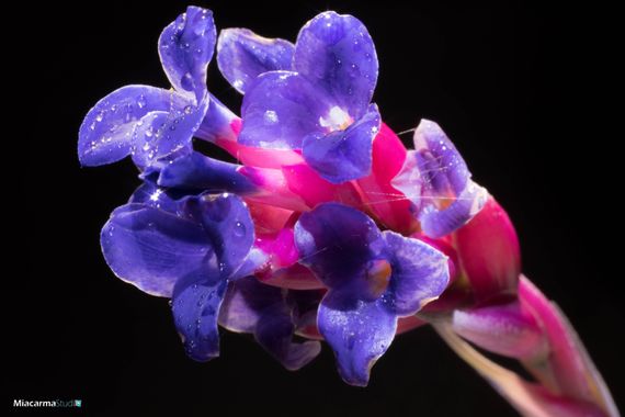 Miacarmastudio en Hamelin: Flora  (Cádiz), Tillandsia aeranthos