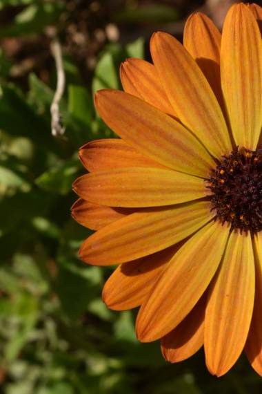 Anna_beit9 en Hamelin: Flora, Dimorphotheca sinuata, Margaritas