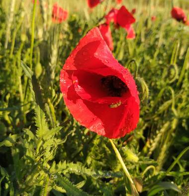 Ioana Trif en Hamelin: Flora  (Rociana del Condado), Papaver rhoeas, Después de la lluvia #flora21 #amapolasilvestre #rojo #insecto