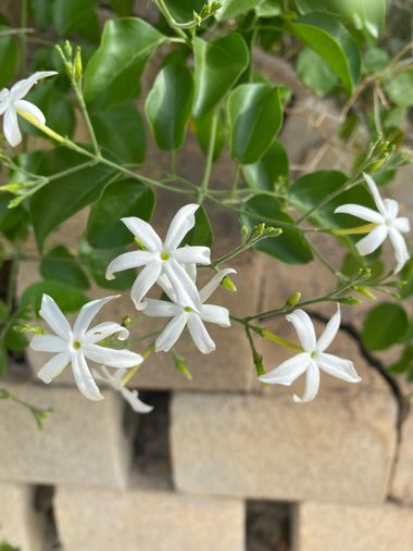 Katia en Hamelin: Flora, #flor 