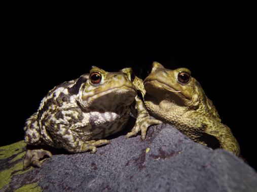 Eritz.cortazar en Hamelin: Fauna  (Huesca), Sapo común o sapo europeo (Bufo bufo Linnaeus, 1758)
El sapo común, también llamado escuerzo, es el anfibio de ...