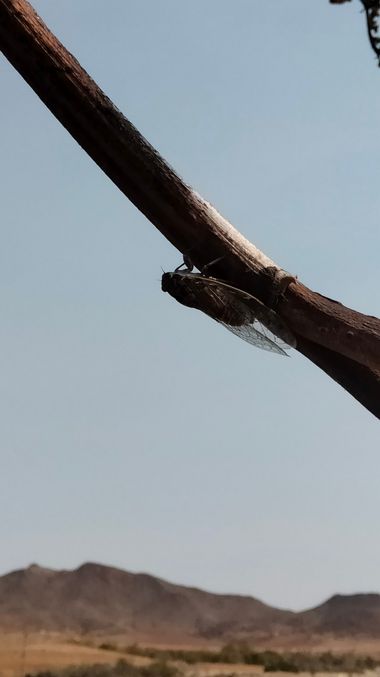 Solerantonio2 en Hamelin: Fauna  (Níjar), Cigarra