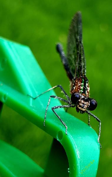 vjms23 en Hamelin: Fauna  (Paz de Río), #libélula
#otoño20 