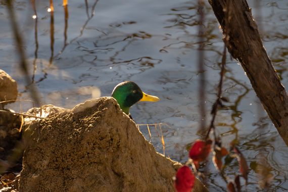 3pnoe6 en Hamelin: Fauna  (Sant Quirze Safaja), Anas platyrhynchos Linnaeus, 1758, #pato#ave#cataluña#lago