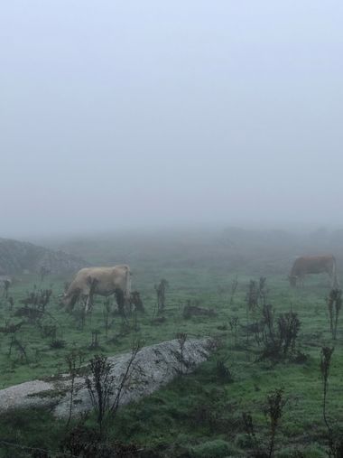 Info en Hamelin: Fauna, Vacas en la niebla, Extremadura 