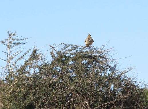 Solerantonio2 en Hamelin: Fauna  (Níjar), Cogujada comun
