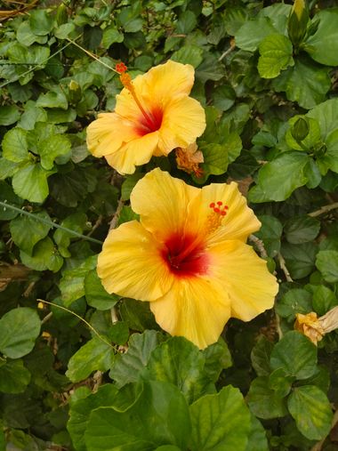 Solerantonio2 en Hamelin: Flora  (Jaúl Bajo), Hibiscus rosa-sinensis, Planta