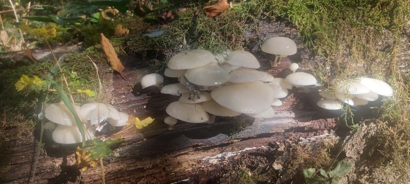 Itzal79 en Hamelin: Observación, Naturaleza #