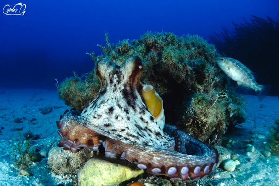 carlos__o2 en Hamelin: Fauna  (Calp), Octopus vulgaris Cuvier, 1797, #mediterraneo #mar #oceanos #pulpo #ambiente #azul #buceo #fotografiasubmarina #pez 