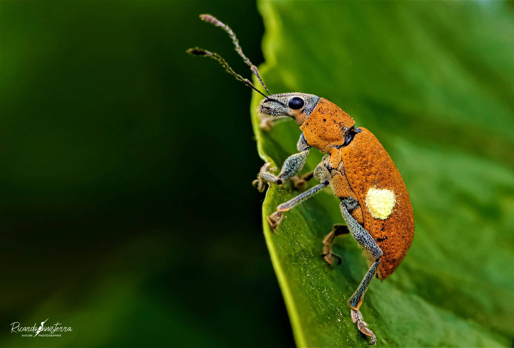Gorgojo (**Curculionidae**) 