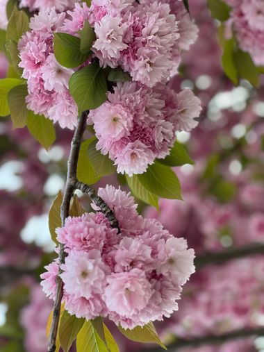 Eudimer20 en Hamelin: Flora, #flower
