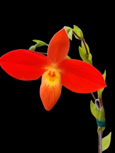Andrés Nuñez Gallego en Hamelin: Flora  (Carrera 38), Phragmipedium besseae, #flower