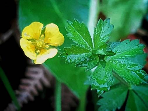 Mpinfante en Hamelin: Flora, Potentilla erecta, ♧Tormentilla, sietenrama...

-Pertenece a la familia de las Rosáceas. En terrenos húmedos tiende a arrastr...
