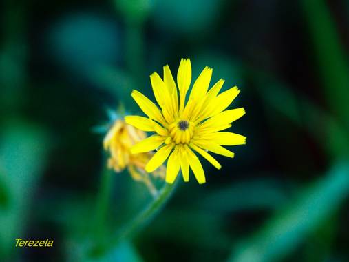 teresazarauza en Hamelin: Flora  (Vigo), Flor otoñal #otoño 2020