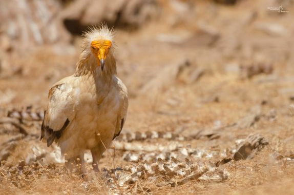 E.prietoescobar en Hamelin: Fauna  (Serrejón), Neophron percnopterus (Linnaeus, 1758), #aves #alimoche #extremadura #monfrague #egyptianvulture #neophronpe...