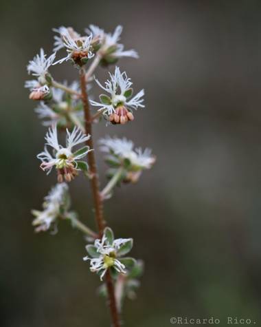 Rricoparrillas en Hamelin: Flora  (Dosrius), Reseda phyteuma, #flora2021 